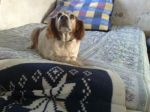 LUNETTA_SUL_LETTONE2