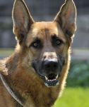 Lando_hotel_cani_e_gatti