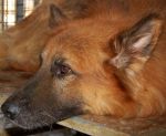 Leone1