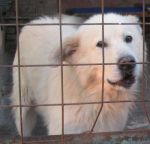 LeoneLola_hotel_cani_gatti_1