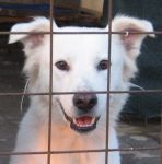 Leone__Lola_hotel_cani_gatti