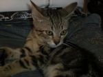 Micio1