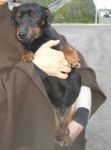 PICCOLOPRINCIPE1