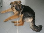 REX3