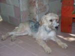 Shila1