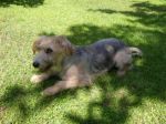 Shila6