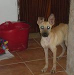anima5nov3
