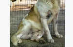 balto3