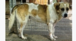 balto5