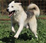 balto_hotel_cani_e_gatti_1