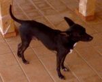 birillo1