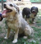 bobtail_rudy_copy