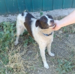 brillo1