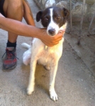 brillo3