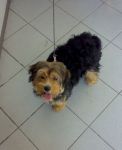 cagnolinacanile