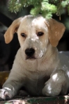 cagnolino1