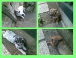 caldaia012