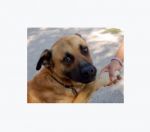 cane_a_catena