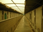 canile_ex_cinodromo_1