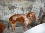 cicalavera2