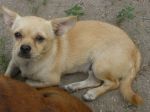 ciro1