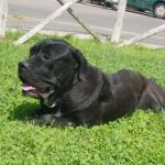 corso_1300-09