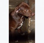 cucciola_setterina
