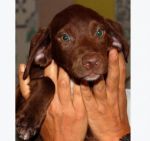 cucciola_setterina2