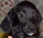 cucciola_setterina_nera