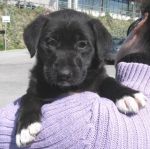cucciolabosco