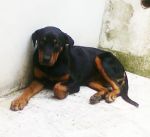 cucciolarot1_copy
