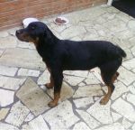cucciolarot2