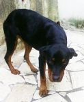 cucciolarot3