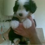 cuccioli-jolanda2