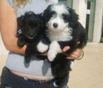 cuccioli-jolanda_4