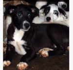 cuccioli_copy