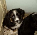 cuccioliconmamma1
