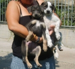 cucciolimura