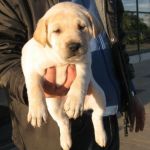 cucciolissimi7