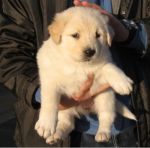 cucciolissimi_1
