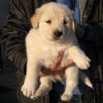 cucciolissimi_2