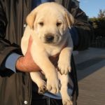 cucciolissimi_6
