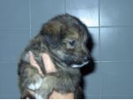 cucciolissimo2