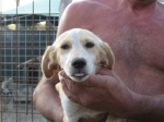 cucciolocaccia1