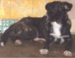 cucciolone2
