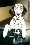 dalmata2