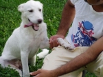 fortunella