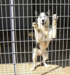 huskifiglio1
