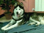 husky1ad_copy