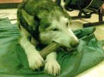husky2ad1_copy